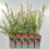 Salix integra Hakuro- Nishiki 2L 12