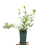 Salix integra Hakuro- Nishiki 2L 6