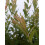 Salix integra Hakuro- Nishiki 2L 8