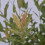 Salix integra Hakuro- Nishiki 2L 9