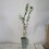 Salix integra Hakuro- Nishiki 2L 7