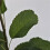 Felsenbirne Thiessen 2L 2