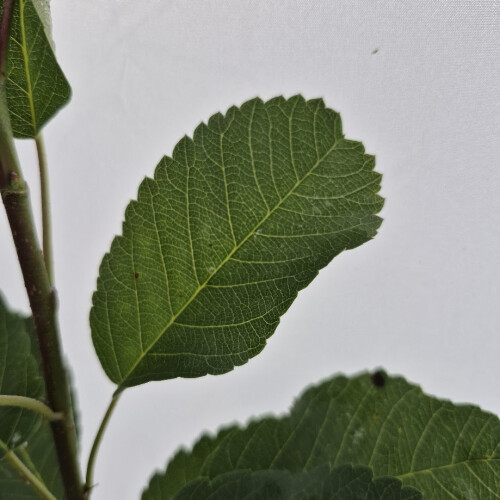 Świdośliwa olcholistna Mandam 2L 1