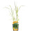 Miskant olbrzymi Giganteus 2L 10