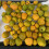 Japanische Zierquitte Orange Tea 2L 5