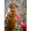 Ezydog Double Up Collar, Extra Large, Candy Stripe 3