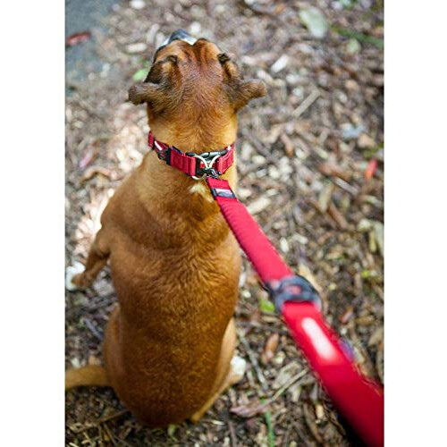 Ezydog Double Up Collar, Extra Large, Candy Stripe 2