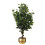 Leaf 110cm Artificial Evergreen Ficus Tree Gold Curve Planter 1