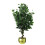 Leaf 110cm Leaf Realistic Artificial Ficus Tree / Plant  Gold Curve Planter 1