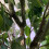 Leaf 100cm Premium Artificial Ficus Twist Tree Copper Curve Planter 3