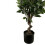 Leaf 110cm Artificial Evergreen Ficus Tree Gold Curve Planter 3