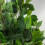 Leaf 110cm Artificial Evergreen Twist Ficus Tree Copper Curve Planter 5