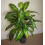 Leaf 100cm Large Fox's Aglaonema (Spotted Evergreen) Tree Artificial Plant 2