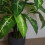 Leaf 100cm Large Fox's Aglaonema (Spotted Evergreen) Tree Artificial Plant 6