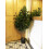 Leaf 110cm Artificial Evergreen Twist Ficus Tree Copper Curve Planter 6