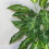 Leaf 100cm Large Fox's Aglaonema (Spotted Evergreen) Tree Artificial Plant 4