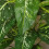 Leaf 100cm Large Fox's Aglaonema (Spotted Evergreen) Tree Artificial Plant 5