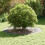 VidaXL vidaXL suitable for Flat Tree Rings 5 pcs Silver Ã90 / 120 cm 3