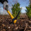 Roughneck Roughneck ROU64011 Micro Pick Mattock with Fibreglass Handle, Multi, 1 - Pack 6