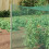 VidaXL vidaXL Bird Protection Net Green 4 x 5 m Polyethylene 3