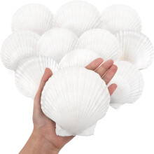 SKOOLOVE 10PCS White Scallops Shells