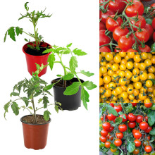 Carbeth Plants Tomato Plant Mix - 3 Units in 9 cm Pots - Mix of Growing Tomato Plants - Perfect for Beginners Ready to Plant Tomatoes