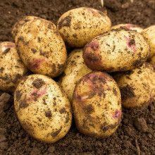 Kestrel 2kg Summer Planting Second Cropping Seed Potatoes (22 Tubers Approx.) by Jamieson Brothers