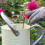 Miracle-Gro MIRACLE-GRO ROSE & SHRUB CONC 6X800ML 4
