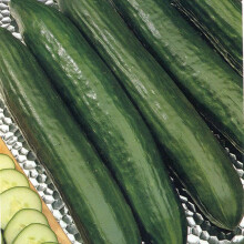 Gardeners Kitchen - Cucumber Plants - 'F1 Burpless Tasty Green' - 3 X 9cm Pot Vegetable Plants.