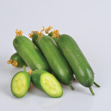 Mini Cucumber Plants - 'F1 Mini Munch' - 3 x 9cm Pot Vegetable Plants, by Gardeners Kitchen
