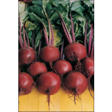 Beetroot Plug Plants Vegetables Grow Your Own (12plugs, 36 Plants)