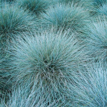 Carbeth Plants 3 x Blue Festuca Intense Ornamental Grass in 10.5cm Pots