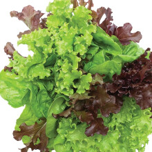 Gardeners Kitchen - Lettuce Plants - 'Mixed' 6 X Medium Plug Vegetable Plants