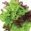 Gardeners Kitchen - Lettuce Plants - 'Mixed' 6 X Medium Plug Vegetable Plants 1