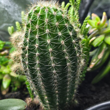 Cactus Succulent Soil - Natural Indoor Potting Compost Mix Enriched with Special