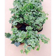 Hedera Ivy x 3 English Ivy Evergreen Shrub