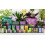 Growth Technology Ltd,Black Palm Focus 300 ml 3