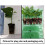 Gardeners Kitchen - Lettuce Plants - 'Mixed' 6 X Medium Plug Vegetable Plants 3