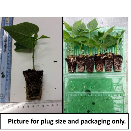 Gardeners Kitchen - Lettuce Plants - 'Mixed' 6 X Medium Plug Vegetable Plants 2