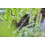 Gardena Gardena Micro Drip System Pipe Clip: To secure and feed the distribution pipe in 3