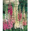 Mr Fothergill's Mr Fothergill's Foxglove Excelsior Mixed 4