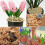 Vitax Fruit and Vegetable Feed 5