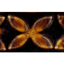 Esmalte Potter's Choice de Amaco - Cobre Antiguo, PC-56, Pint