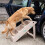 Actiaspet Lightweight Foldable Pet Stairs Beige 15