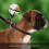 Correa resistente para perros con correa de cuero cosida. 2