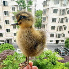 Especímenes de animales rellenos de pollos/ patos eurasiáticos reales