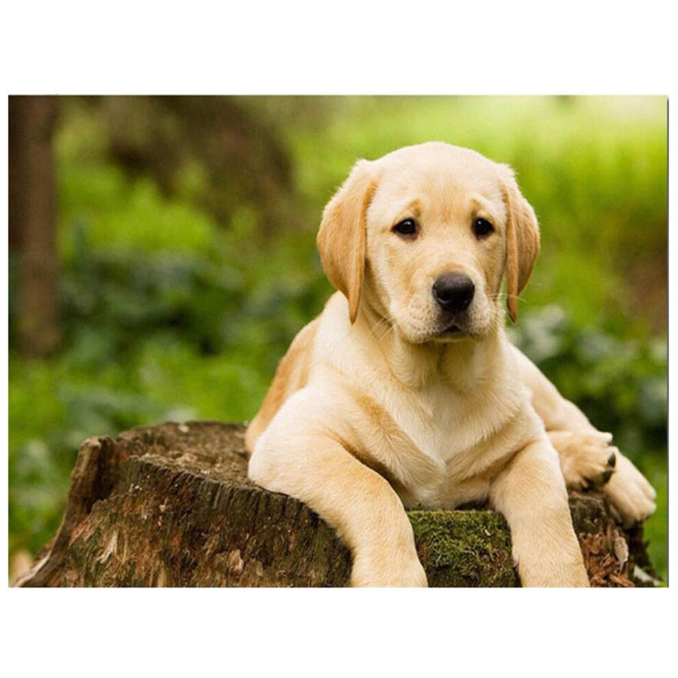 Semoic Drill Diy Diamond Painting Labrador Dog Embroidery Beads Stitch Mosaic Rhinestone Painting Home Decor