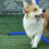Set per agility dog regolabile in altezza con pali, blu 6