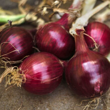 500 Röda Burgundy Löksfrön för Plantering Kort Dag Heirloom 2 Gram Trädgård Grönsak