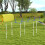 Set di pali per allenamento di agility e slalom per cani, bianco e blu 8